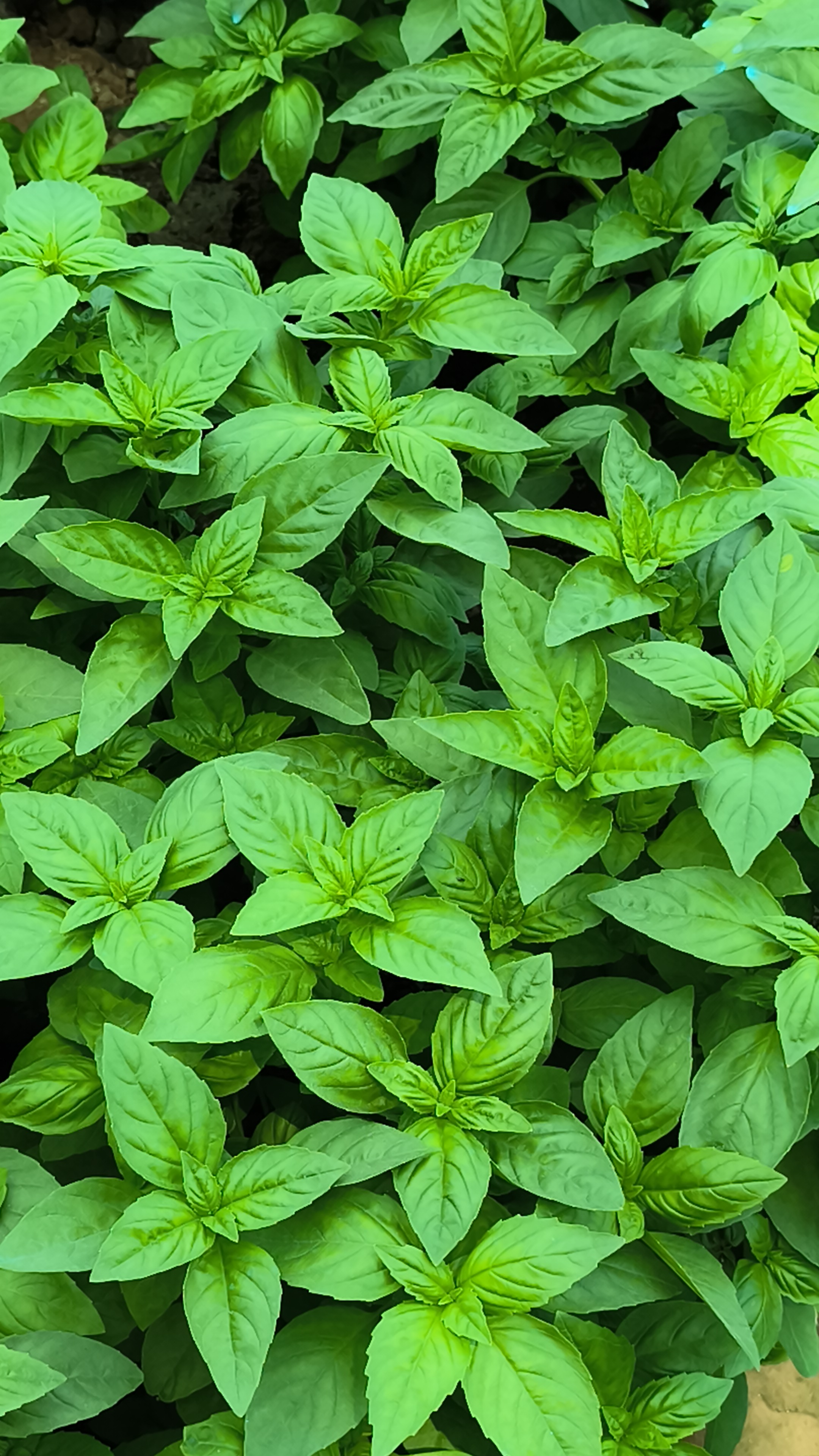 Albahaca